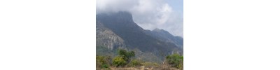 கோவனுர்